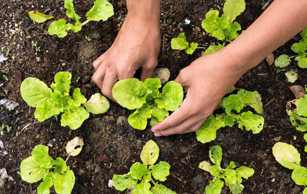 Plant-DiTech