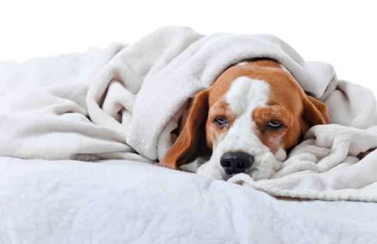 Gum Problems In Dogs2